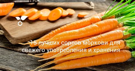 Выбор сорта моркови: основные моменты