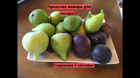 Выбор спелых и качественных плодов