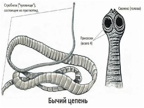 Выделительные органы у бычьего цепня