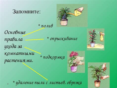 Выращивание и уход за морковными растениями
