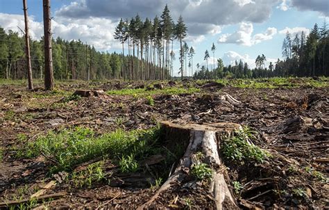 Вырубка лесов для промышленности