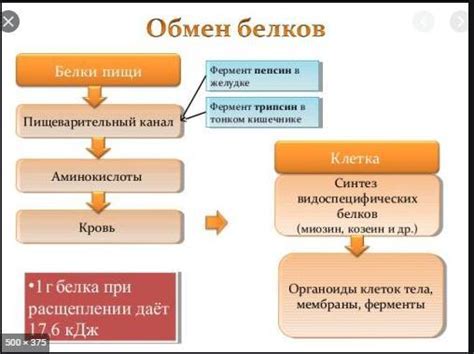 В чем заключается процесс обмена?