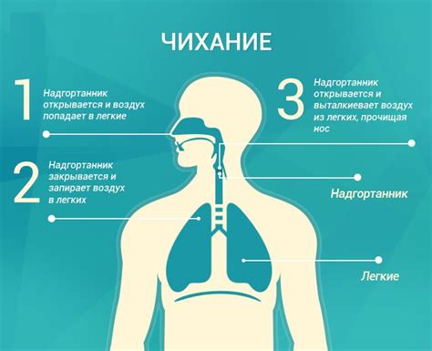 В чем состоит процесс чихания?