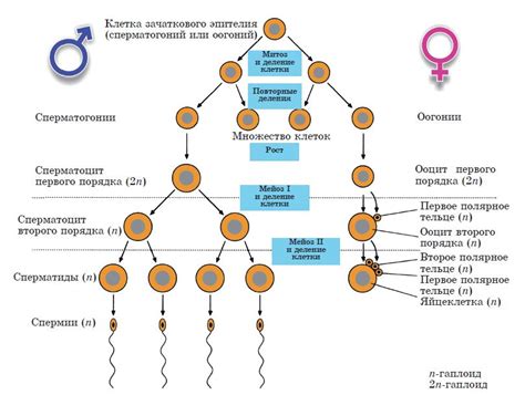 Гаметогенез и альтернативные пути размножения