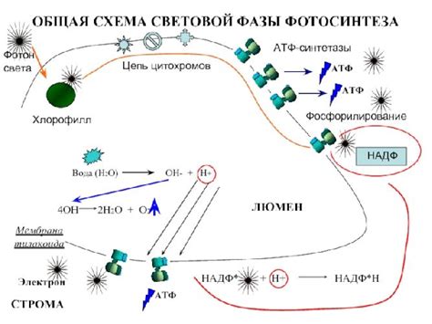 Где происходит синтез АТФ?