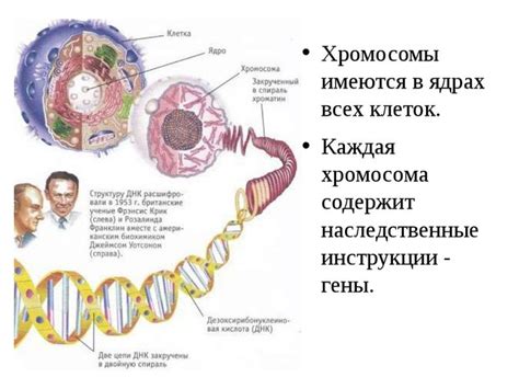 Гендерные различия и ДНК: наука подтверждает разные хромосомы