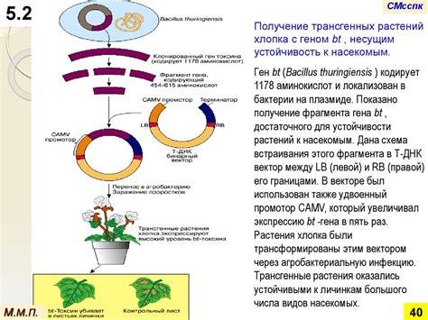 Генетическая модификация растений: основные принципы и методы