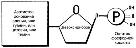 Главное правило связывания азотистых оснований