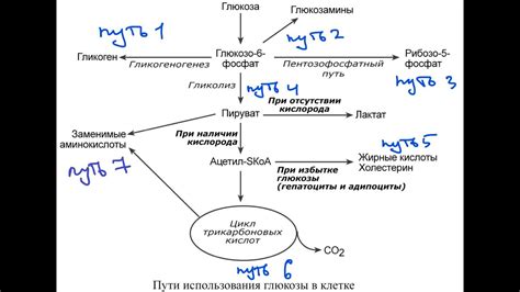 Глюкоза: польза и риски