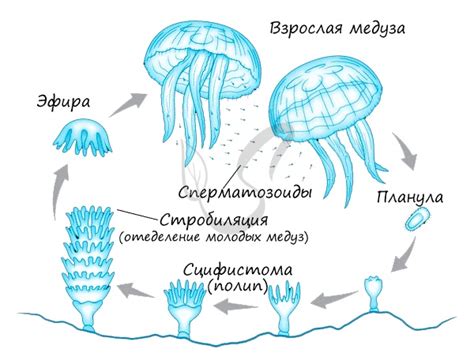 Годовой цикл миграции медуз