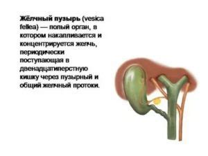 Голодание при удаленном желчном пузыре