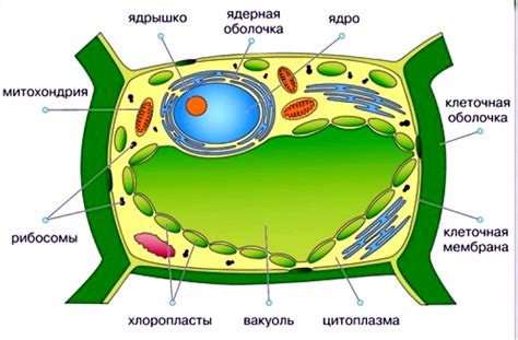 Голоплазма и ее роль в растительной клетке