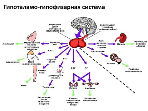 Гормональный фактор и генетика