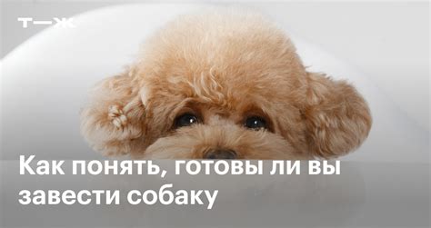 Готовы ли вы завести собаку?