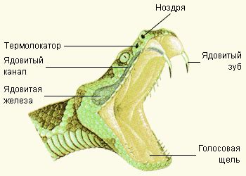 Гравитация и анатомия змей