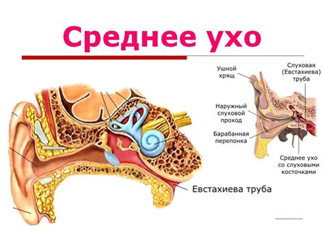 Греть ухо сухим теплом: зачем это нужно