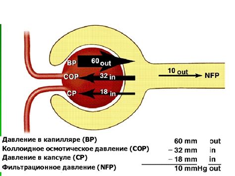 Давление при заболеваниях почек