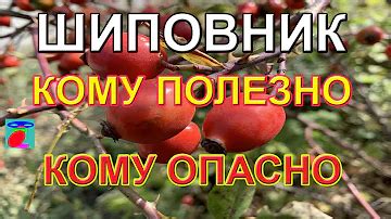 Да ли можно есть шиповник в сыром виде?