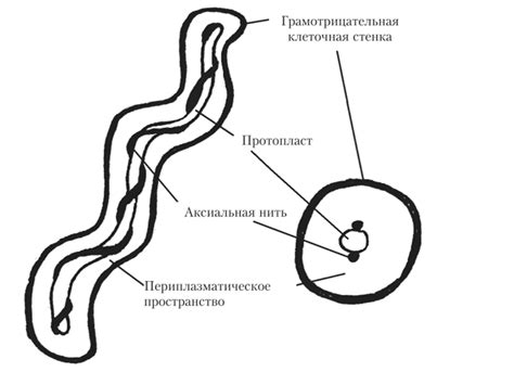 Движение у микроорганизмов: открытие незримого мира