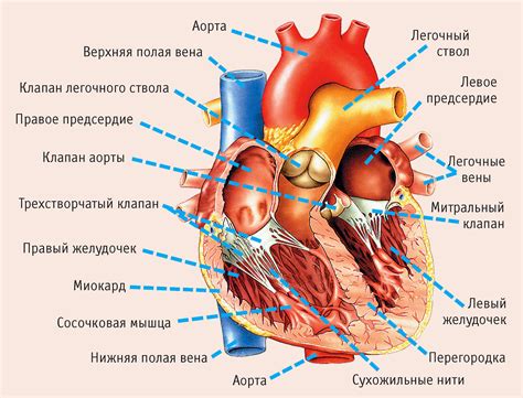 Действие на сердце и сосуды