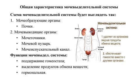 Действие препарата на мочевыделительную систему