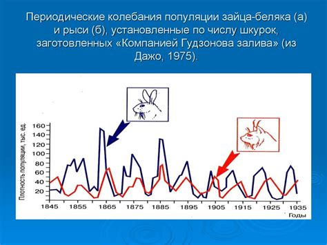 Действия по сохранению зайца и его популяции