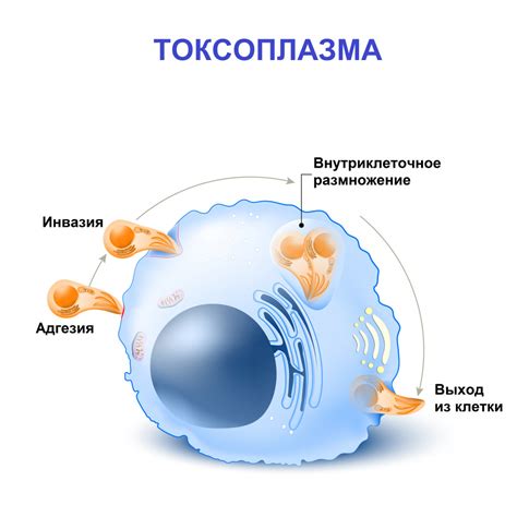 Дефиниция токсоплазмоза