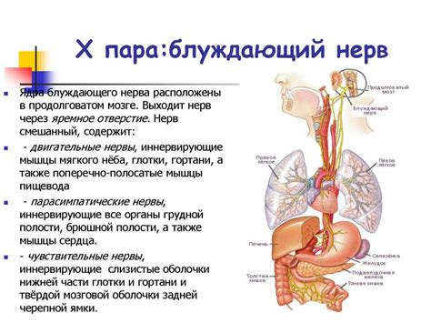 Диагностика дисфункции блуждающего нерва