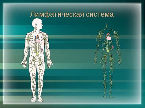 Диагностика и лечение заболеваний лимфатической системы на руках