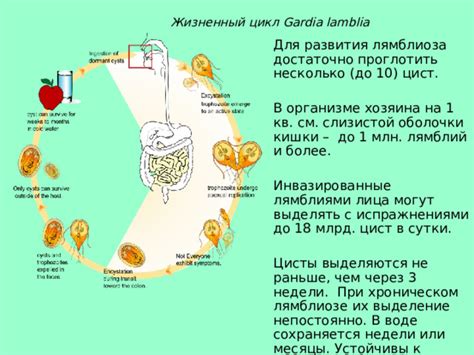 Диагностика и обследования при наличии лямблий