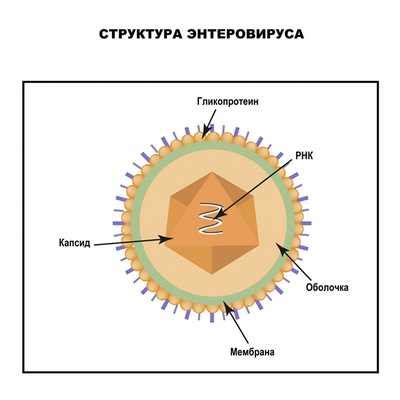 Длительность инкубационного периода ротавируса