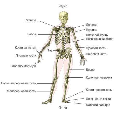 Для чего рыбе нужны все эти кости?