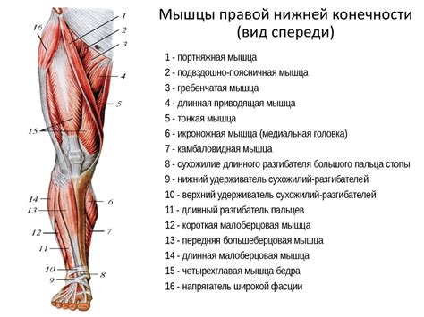 Добавление верхней и нижней частей ног