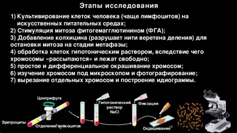 Добавление деталей и отделение околохвостовых клеток