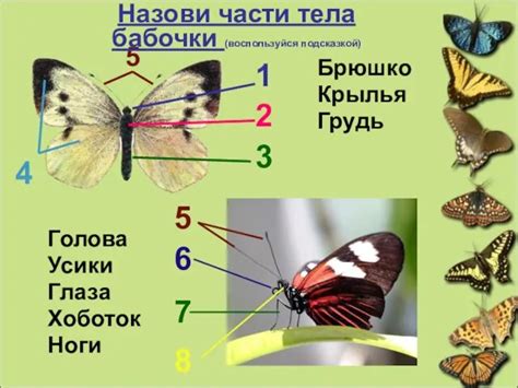 Добавление тела бабочки