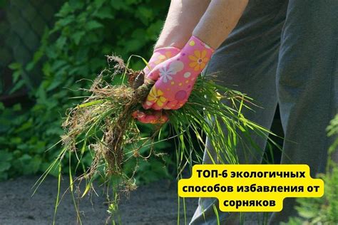 Долгосрочные результаты от устранения сорной травы