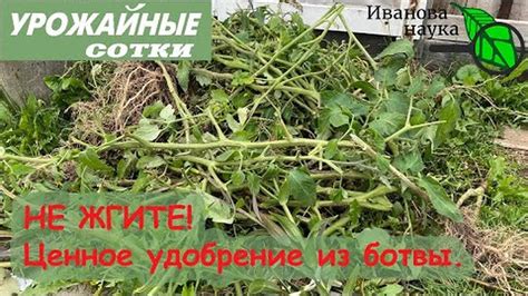 Дополнительный совет: что делать с отрезанной ботвой после срезки?