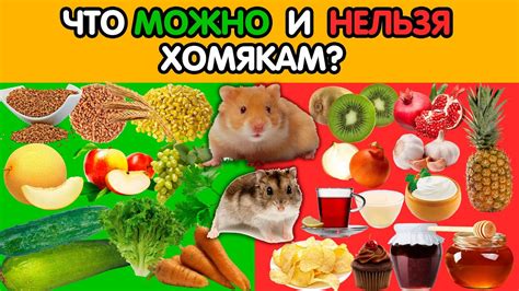 Дыня: допустима ли для хомяков?