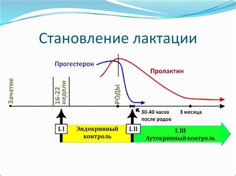 Естественные факторы повышения давления при лактации