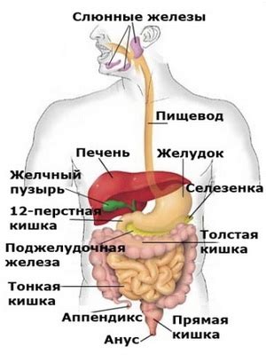 ЖКТ: структура и функции органов