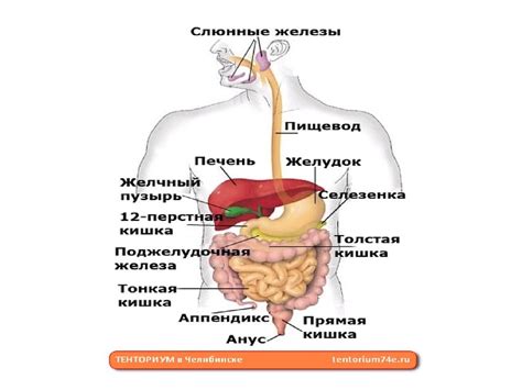 Желудочно-кишечный тракт и сывороточный протеин