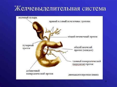 Желчевыделительная система