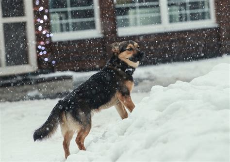 Животные находят потерянных людей