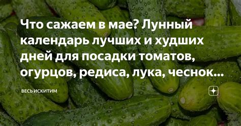 Зависимость посадки огурцов от чеснока и лука