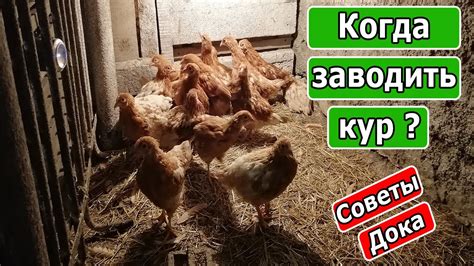 Заводить кур на даче: полезное решение или лишние хлопоты?