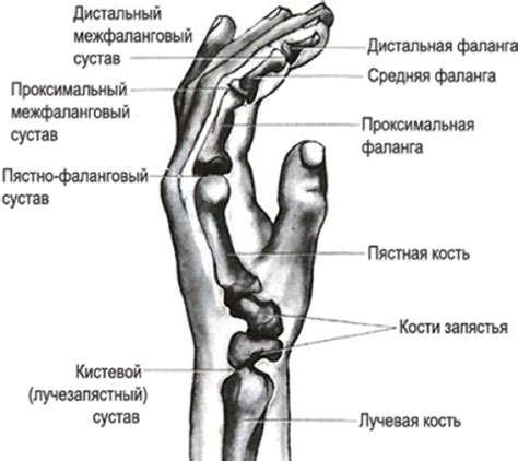 Закончите линию у основания указательного пальца