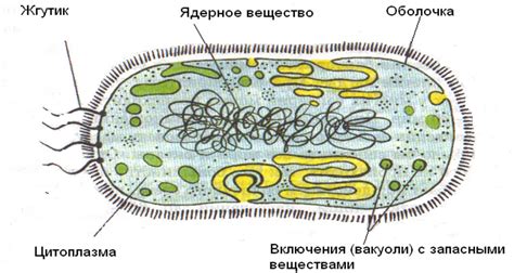 Закончите рисунок и отразите бактерию