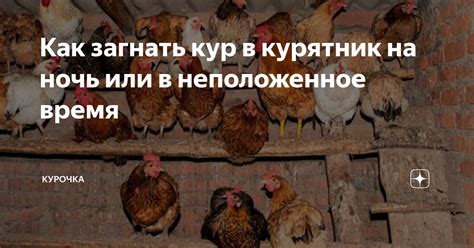 Закрывать курятник на ночь: почему это важно?