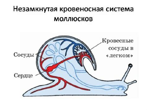 Замкнутая кровеносная система: существует ли?