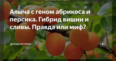 Замораживание сливы с косточкой: правда или миф?